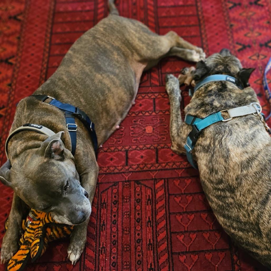 Enlarge Chloe, a Adoptable Mixed Breed in Bangall, NY image 4/6