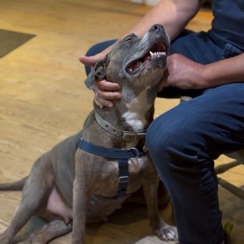 Enlarge Chloe, a Adoptable Mixed Breed in Bangall, NY image 5/6