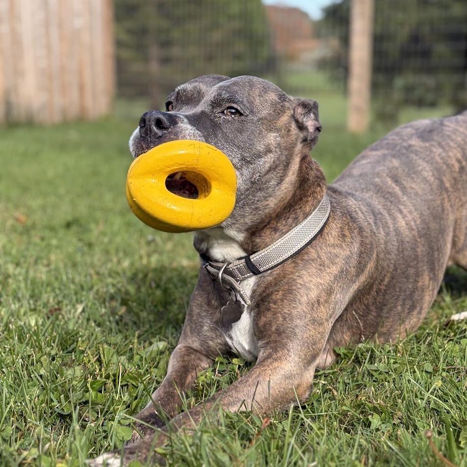 Enlarge Chloe, a Adoptable Mixed Breed in Bangall, NY image 6/6