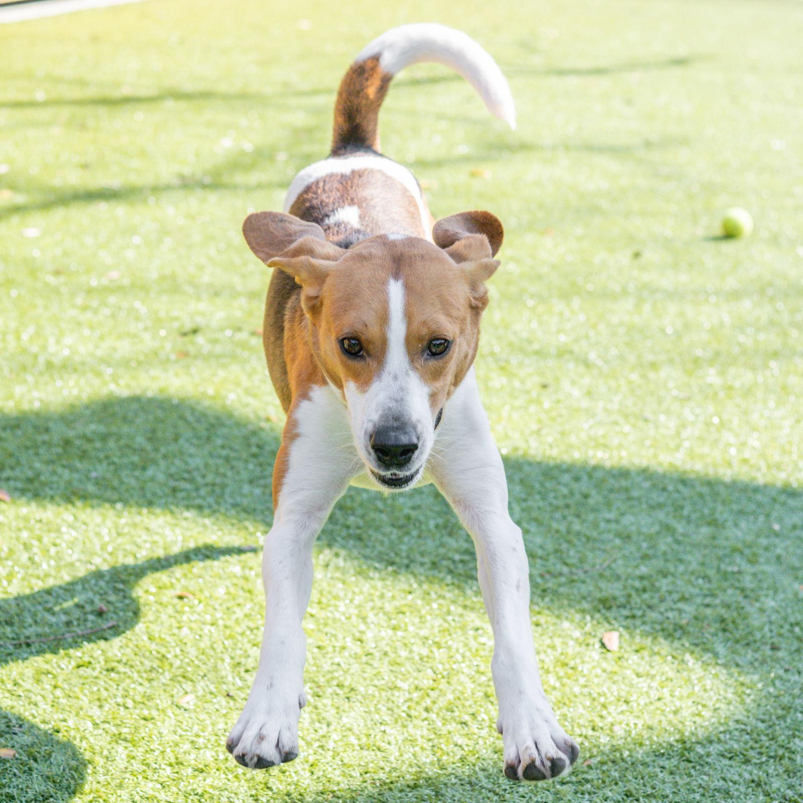 Enlarge Twiggy, a Adoptable Treeing Walker Coonhound in Hilton Head Island, SC image 1/3