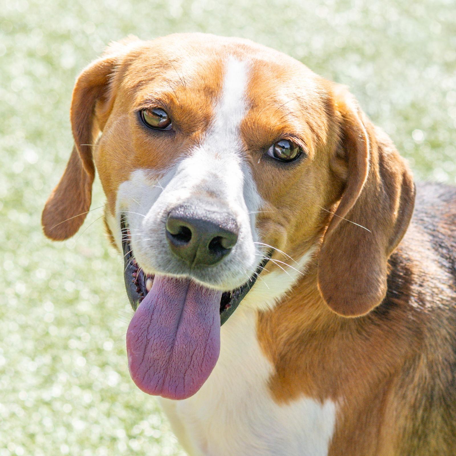 Enlarge Twiggy, a Adoptable Treeing Walker Coonhound in Hilton Head Island, SC image 3/3