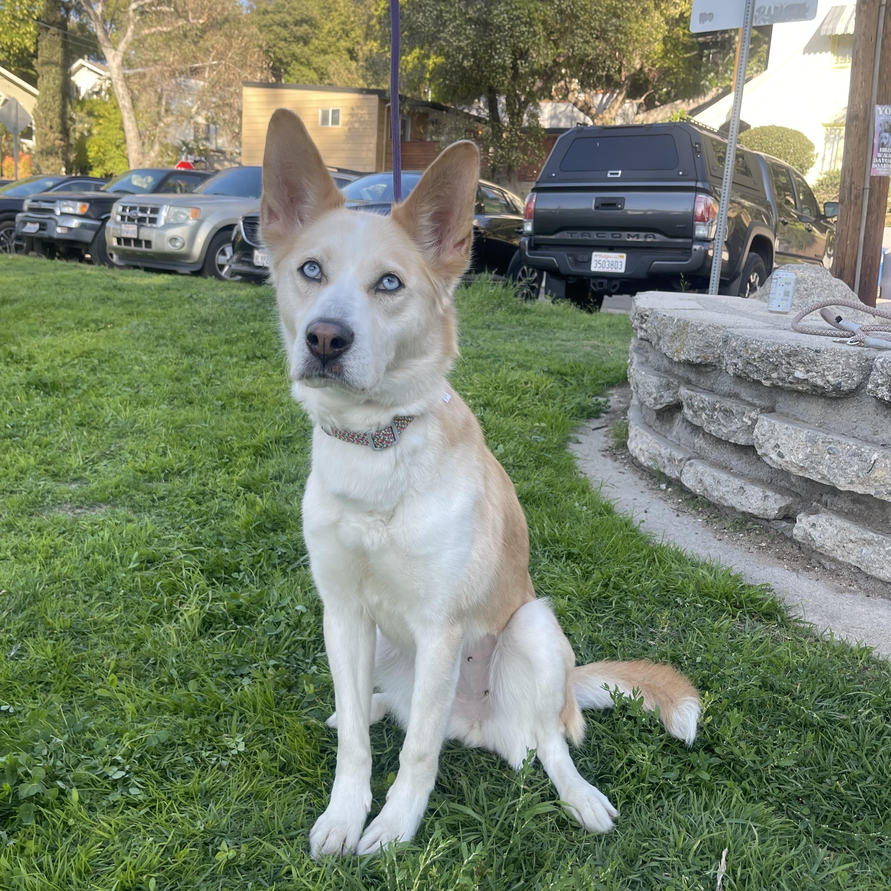 NYLA, a Adoptable mixed breed in Ontario, CA image 2/3
