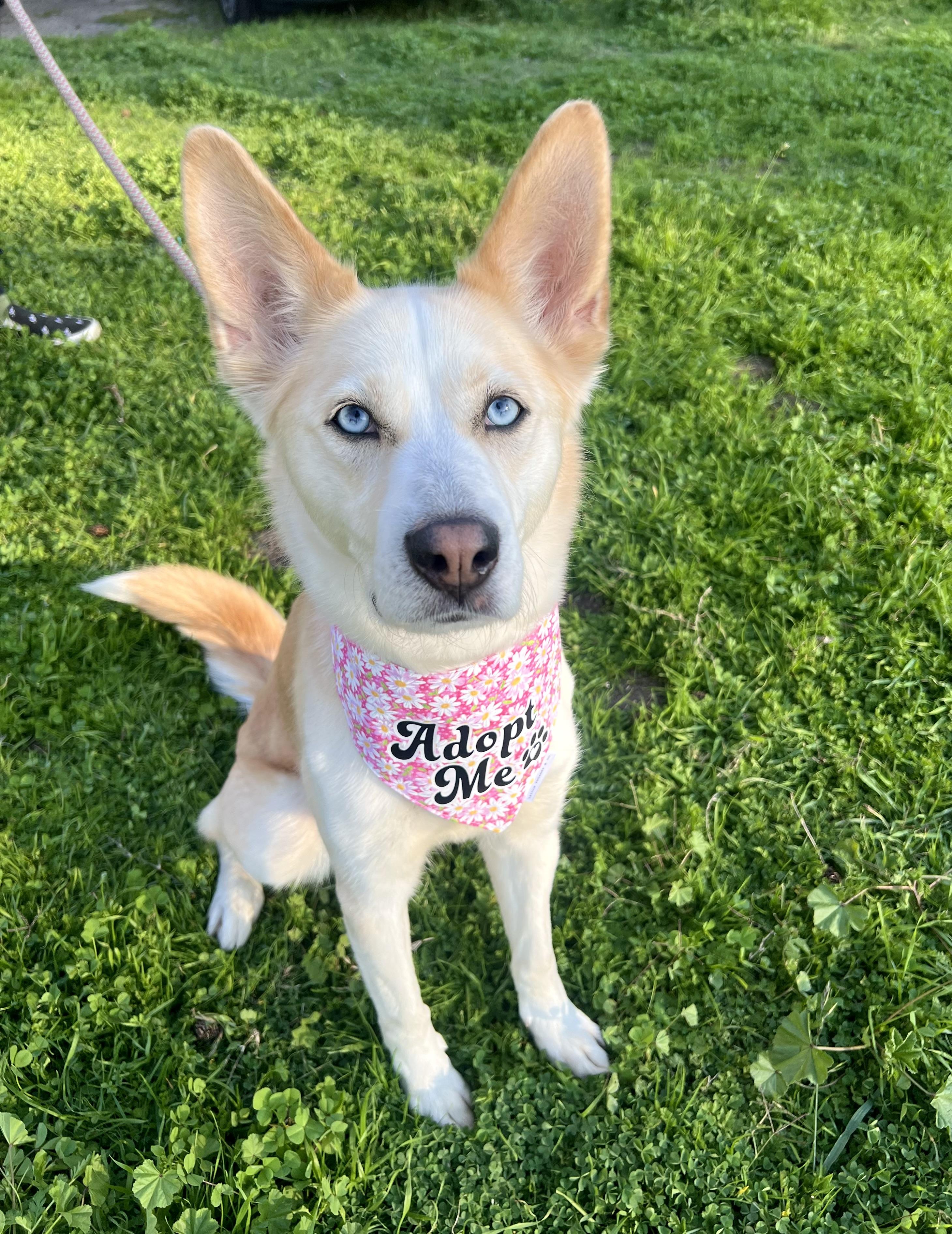 NYLA, a Adoptable mixed breed in Ontario, CA image 3/3