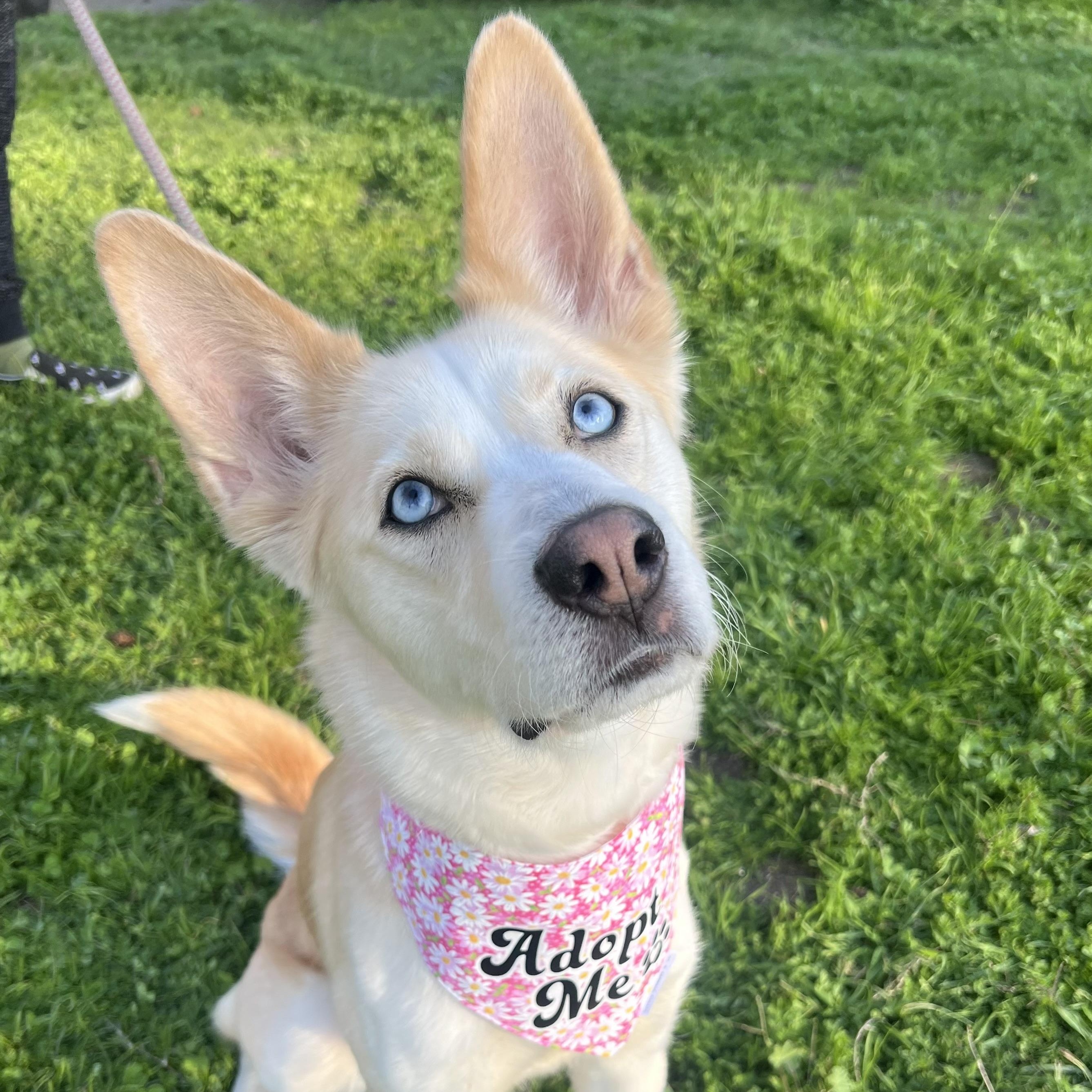 NYLA, a Adoptable mixed breed in Ontario, CA image 1/3