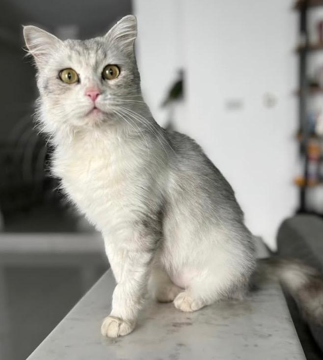MAISIE, an adoptable Siberian, Domestic Medium Hair in North East, MD, 21901 | Photo Image 2