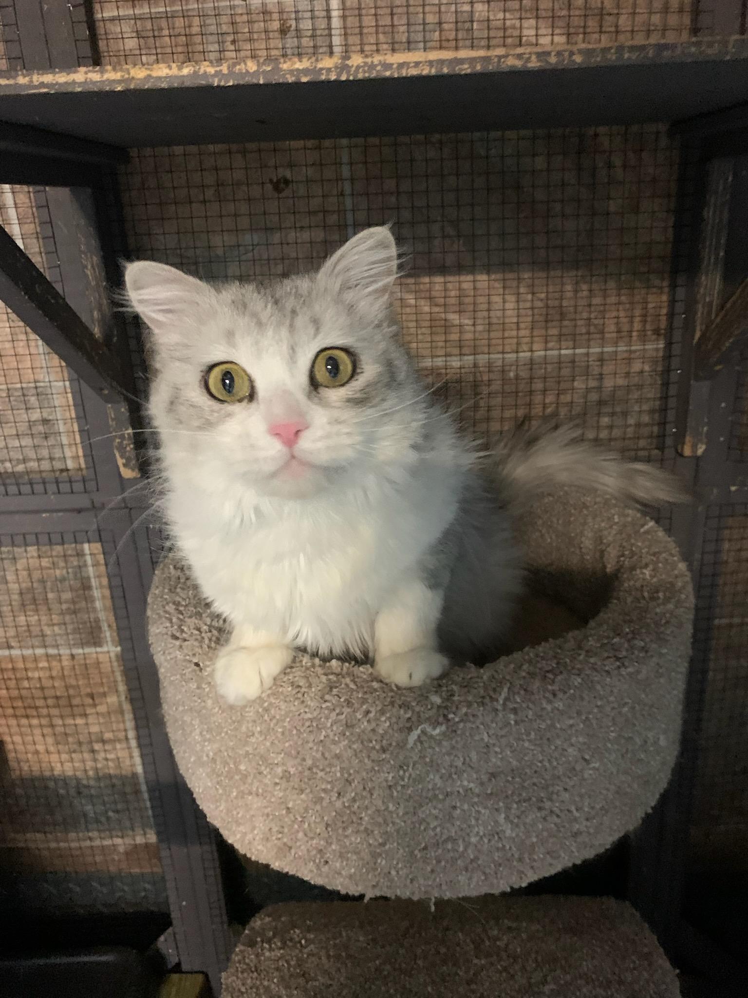 MAISIE, Adoptable, Adult Female Siberian & Domestic Medium Hair.