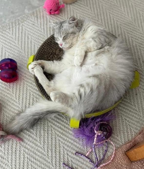MAISIE, an adoptable Siberian, Domestic Medium Hair in North East, MD, 21901 | Photo Image 3