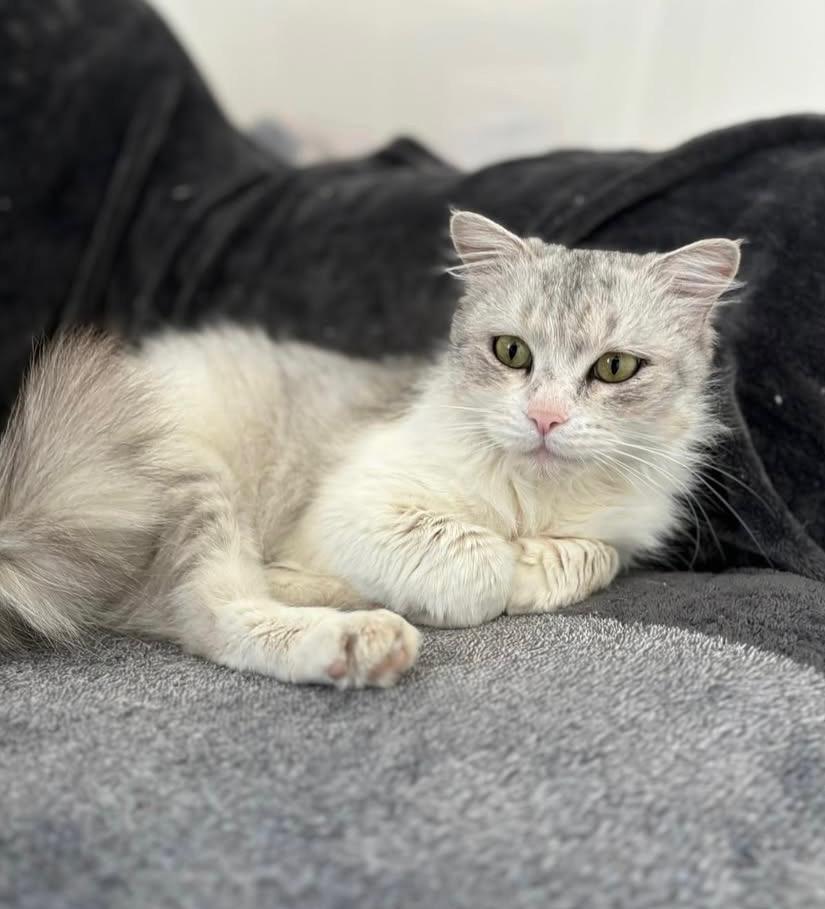 MAISIE, an adoptable Siberian, Domestic Medium Hair in North East, MD, 21901 | Photo Image 4