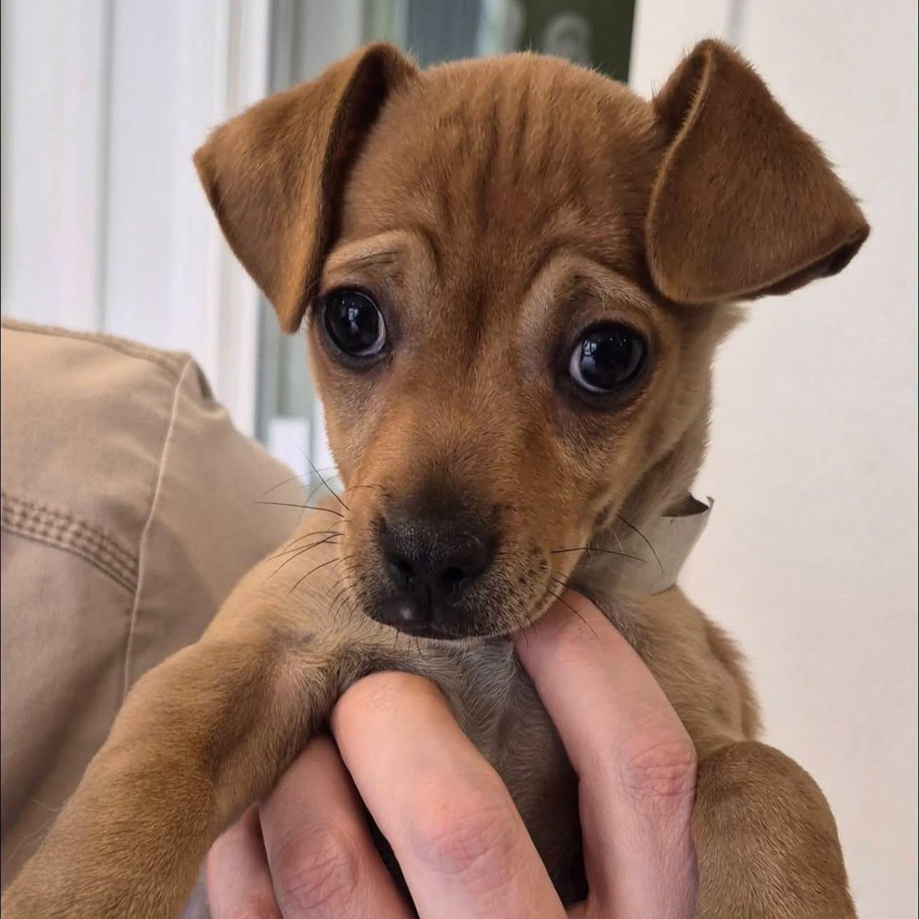 Jimmy Dean, adopted, Puppy Male Dachshund.