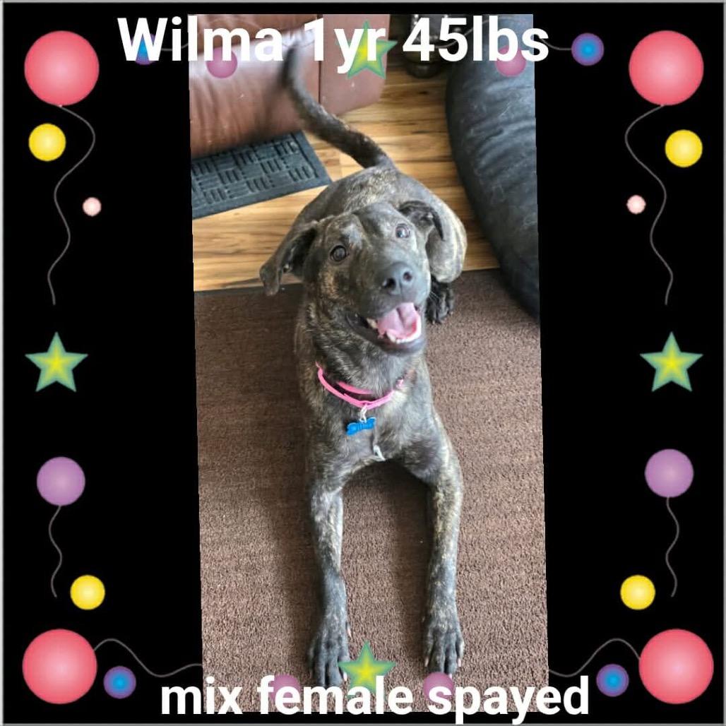 Wilma, Adoptable, Young Female Labrador Retriever & Mixed Breed.