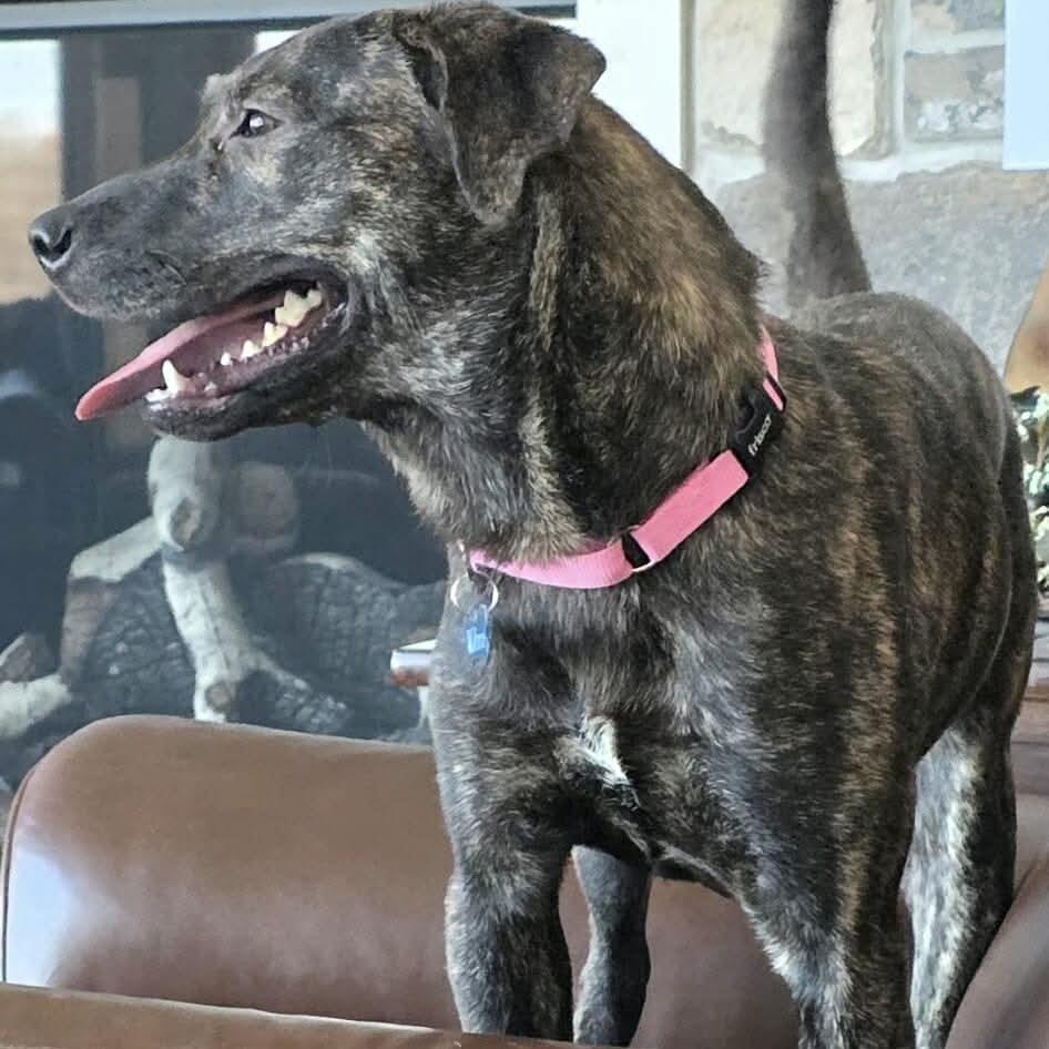 Wilma, a Adoptable mixed breed in Tomah, WI image 2/5