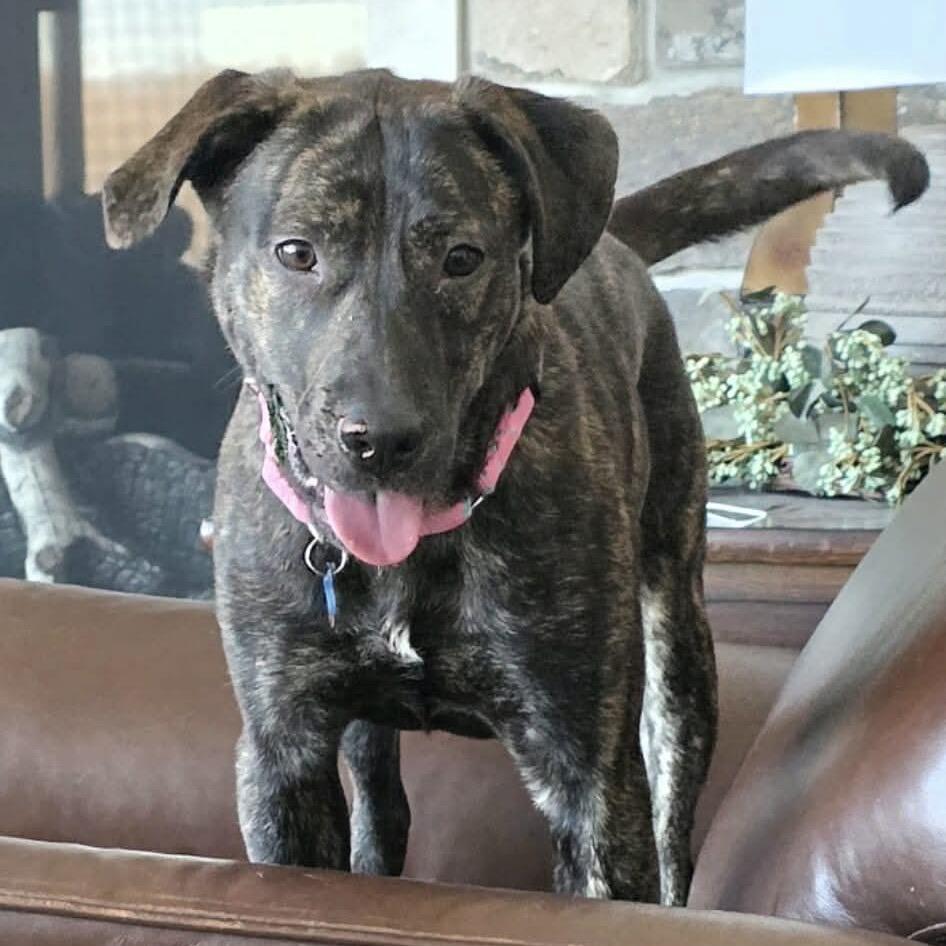 Wilma, a Adoptable mixed breed in Tomah, WI image 3/5