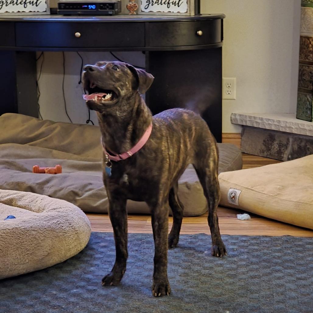 Wilma, a Adoptable mixed breed in Tomah, WI image 4/5