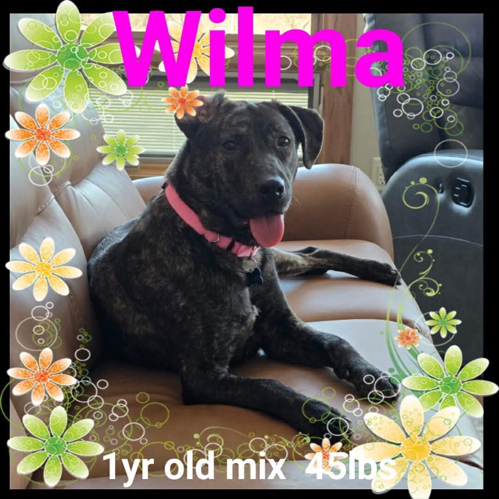 Wilma, a Adoptable mixed breed in Tomah, WI image 5/5