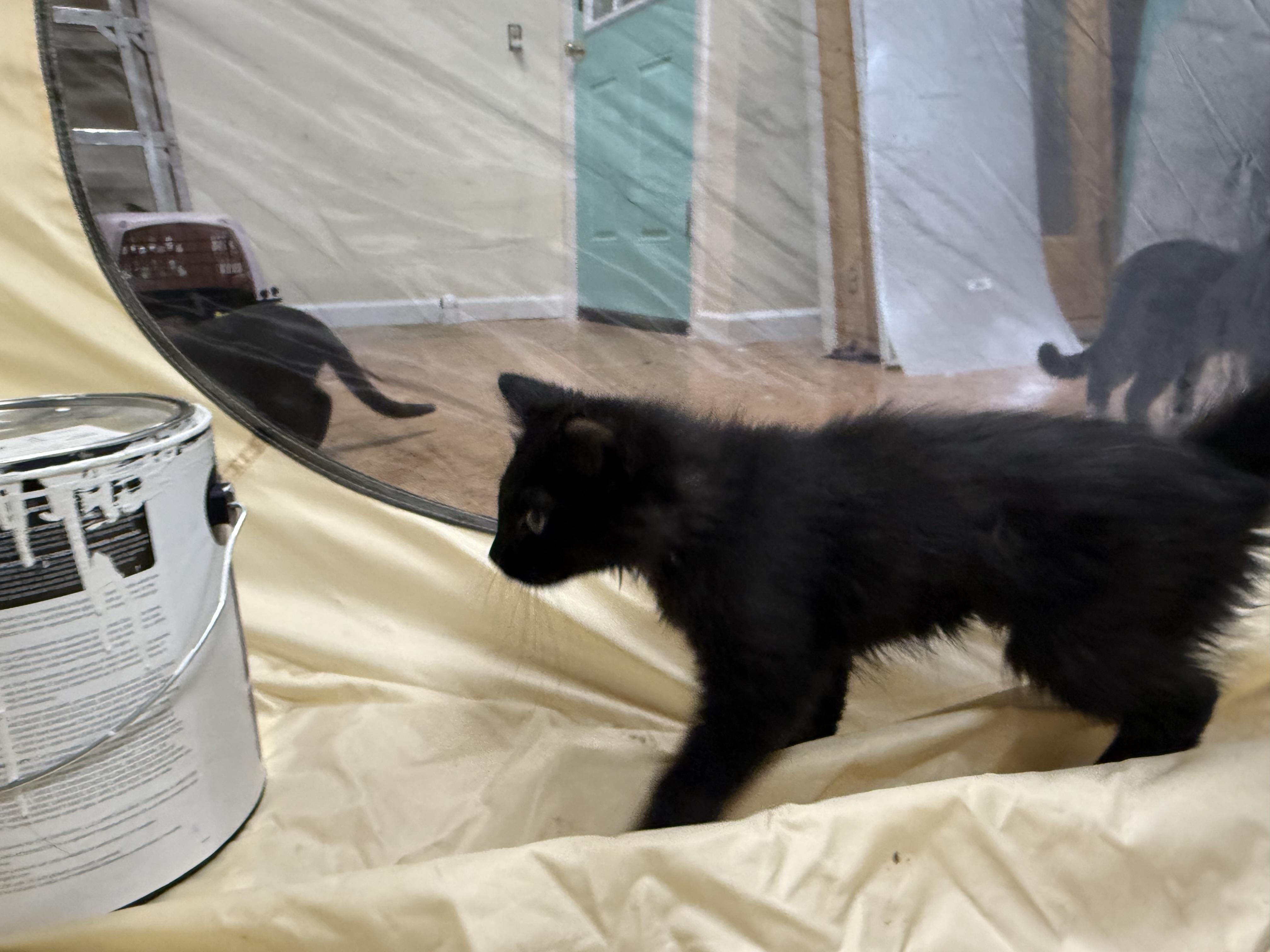 Enlarge Sammy, a ADOPTABLE Domestic Long Hair in Galloway, NJ image 4/4