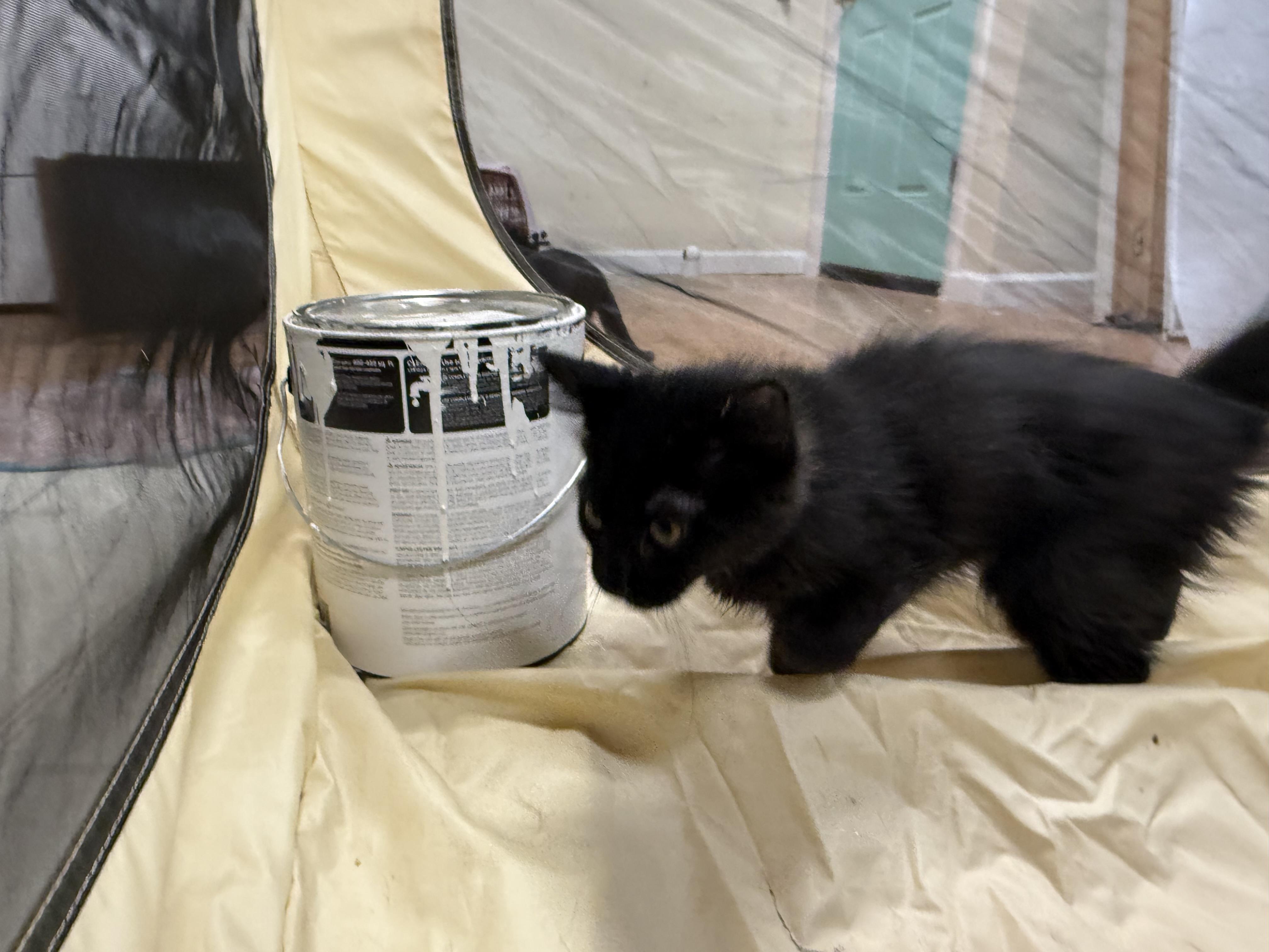 Enlarge Sammy, a ADOPTABLE Domestic Long Hair in Galloway, NJ image 3/4