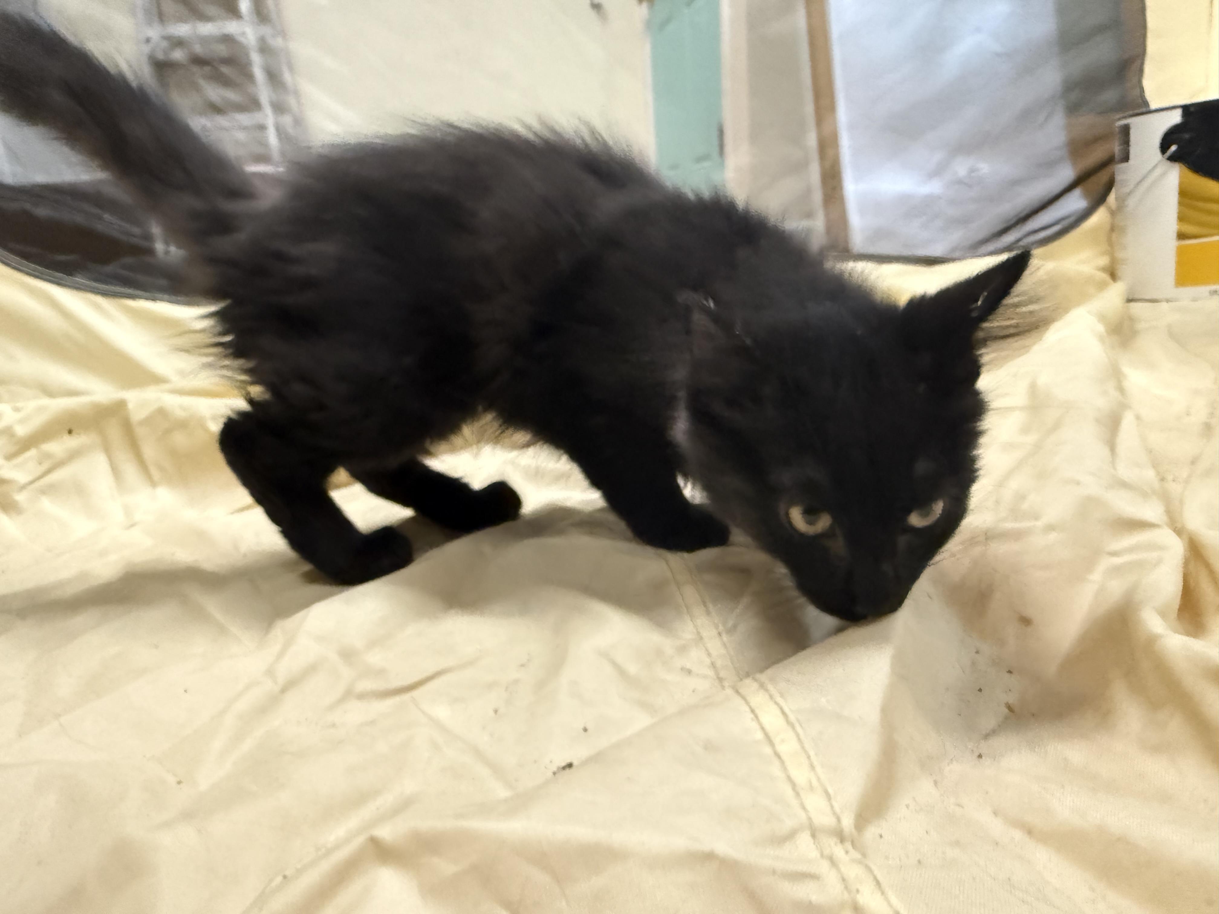 Sammy, ADOPTABLE, Kitten Female Domestic Long Hair.