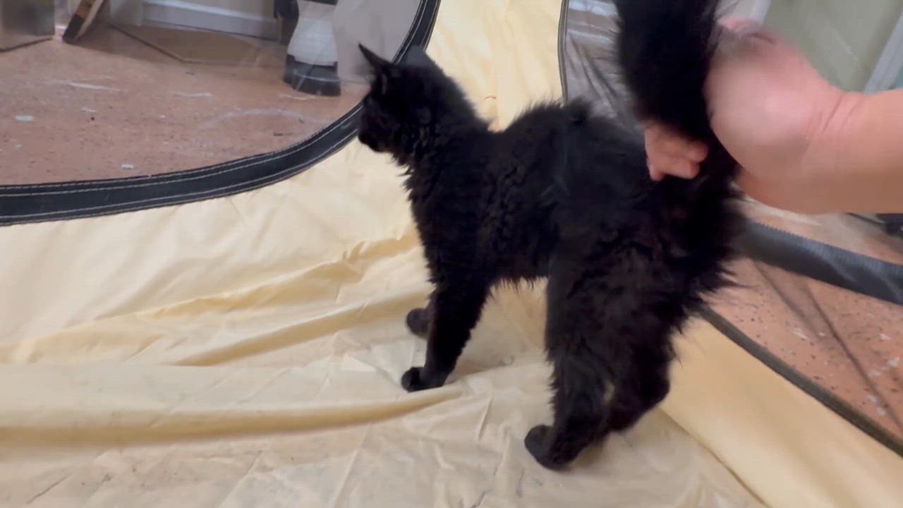 Enlarge Sammy, a ADOPTABLE Domestic Long Hair in Galloway, NJ video 2/4