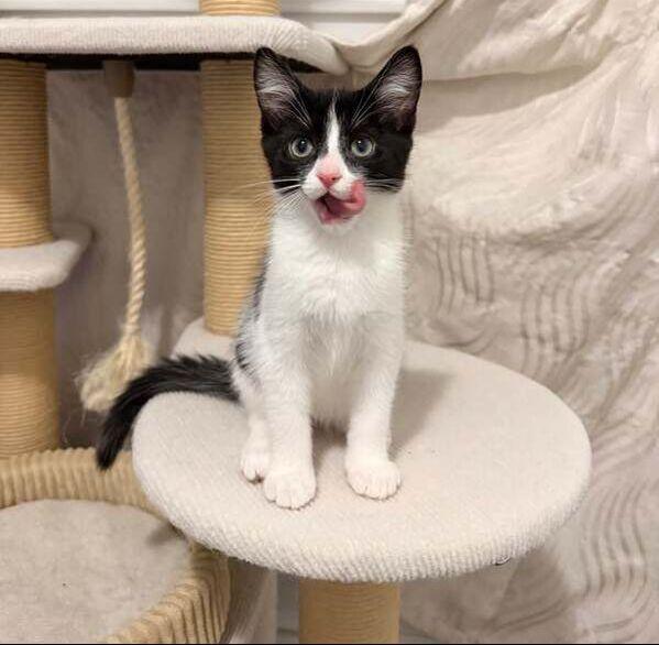 Viserion, an adopted Domestic Short Hair in Mississauga, ON image 2/2
