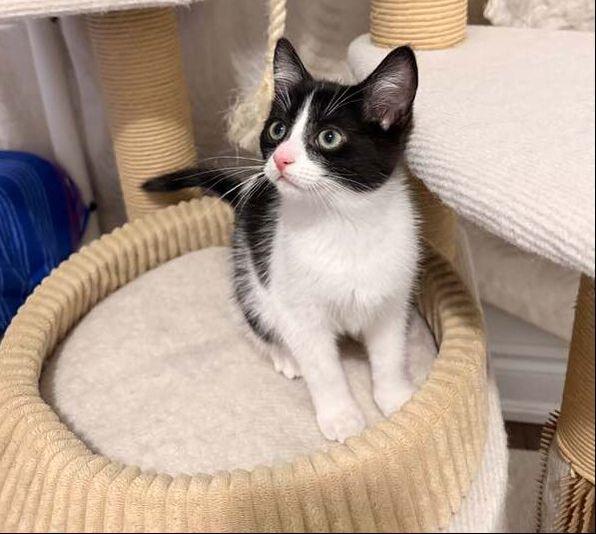 Viserion, adopted, Kitten Female Domestic Short Hair.