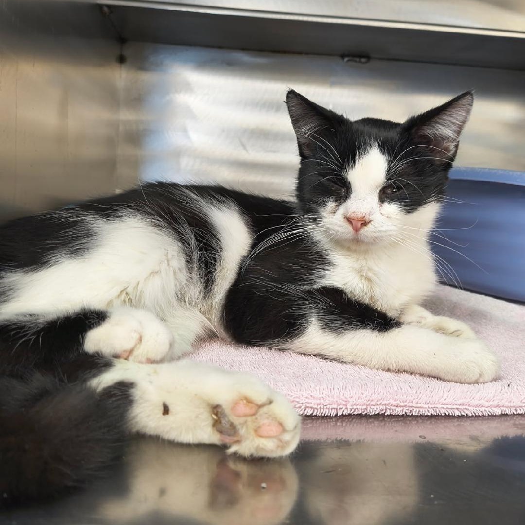 Enlarge Oliver, an adopted mixed breed in Saint Marys, PA image 1/1