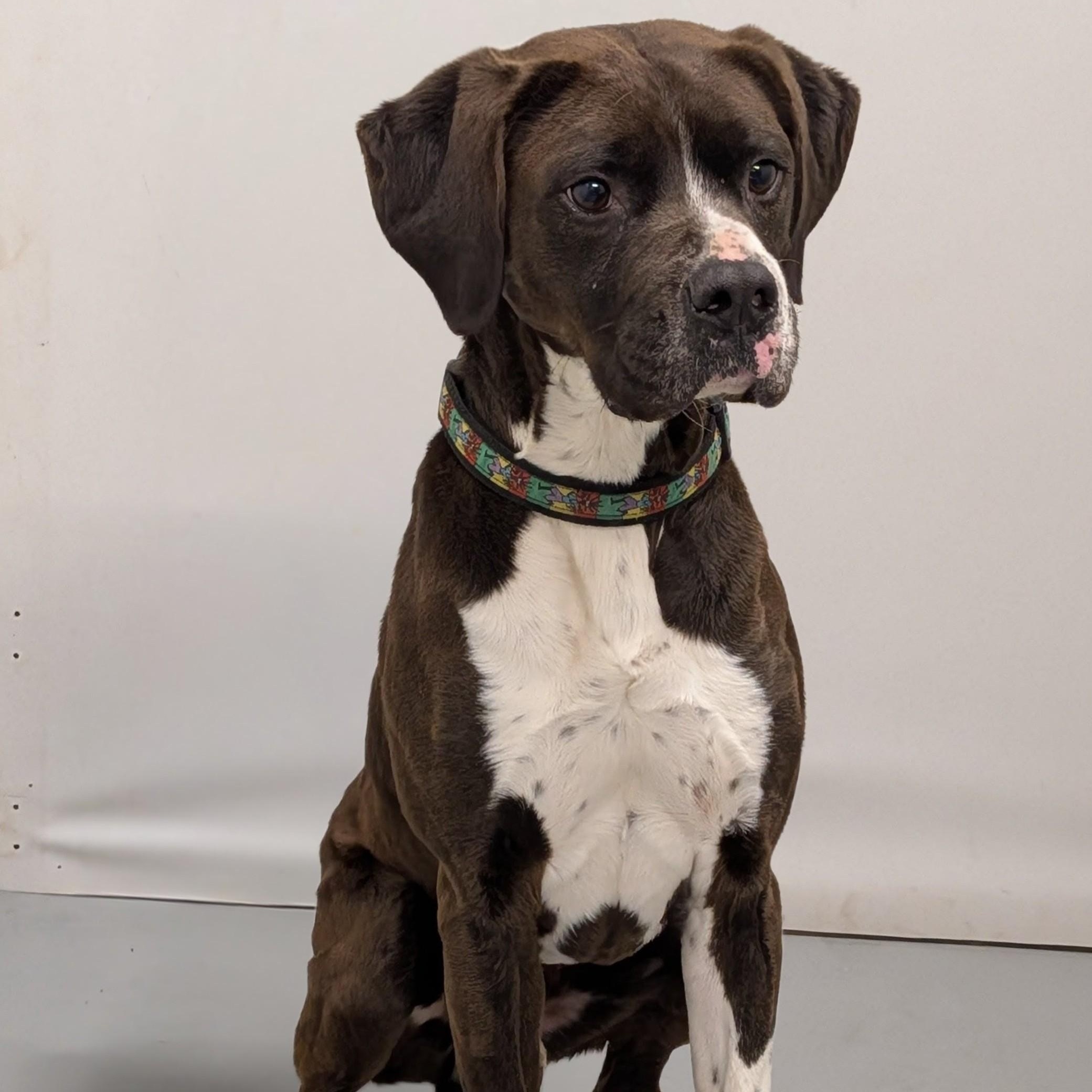 Enlarge Tyson, a ADOPTABLE mixed breed in Aurora, NE image 3/3