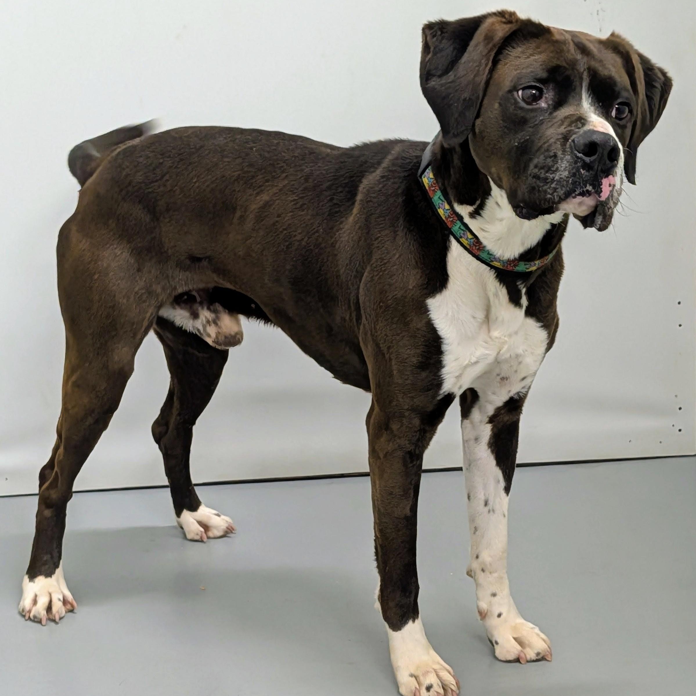 Enlarge Tyson, a ADOPTABLE mixed breed in Aurora, NE image 2/3
