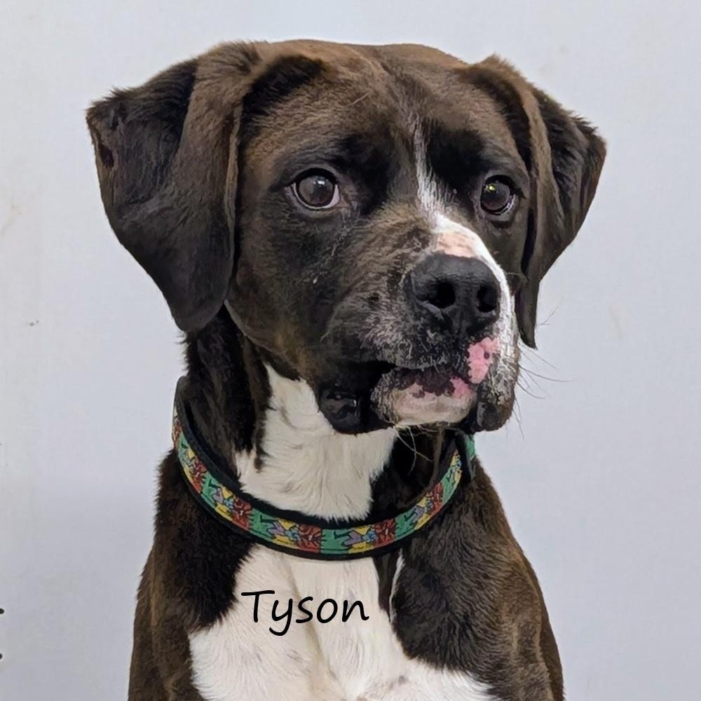Enlarge Tyson, a ADOPTABLE mixed breed in Aurora, NE image 1/3