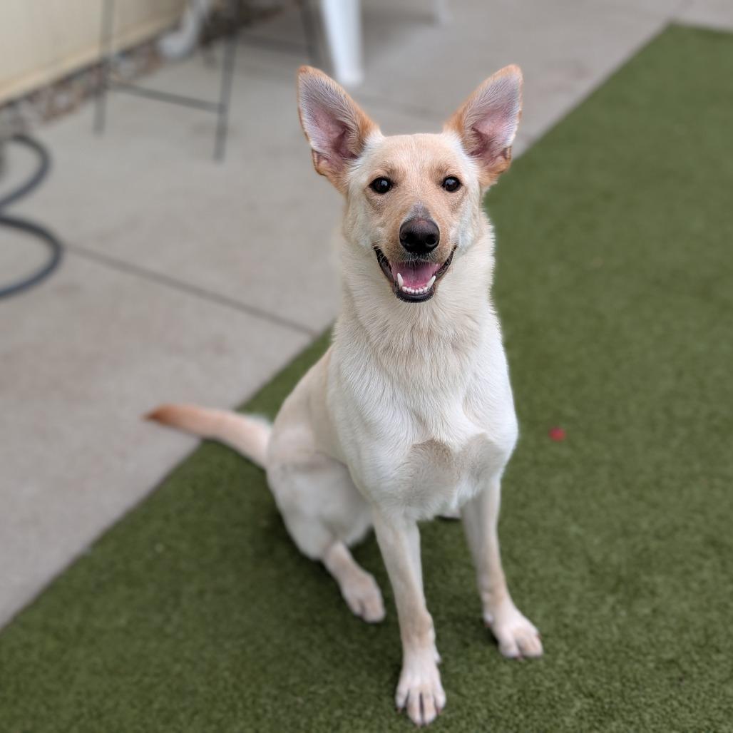 Misty, Adoptable, Adult Female Mixed Breed.