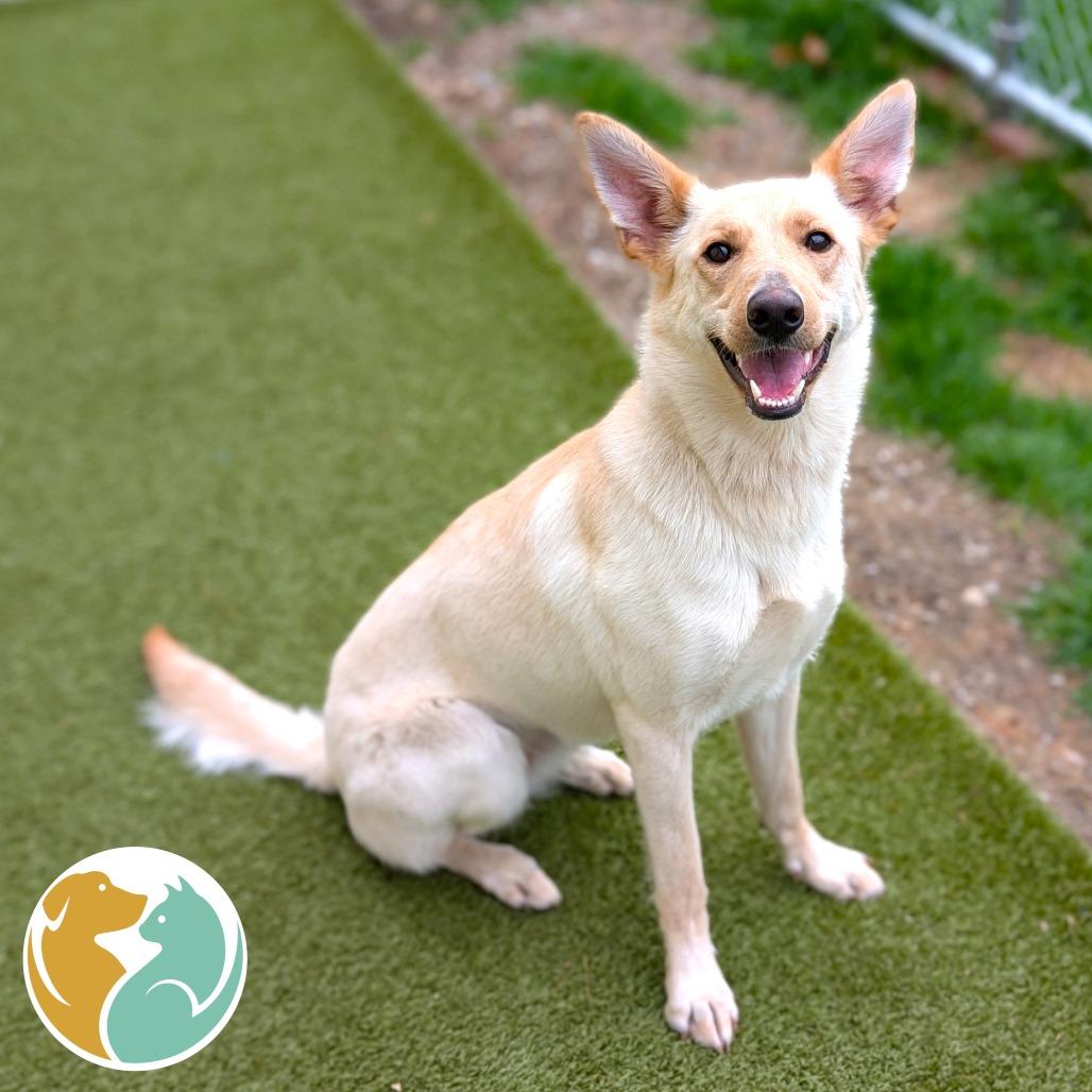 Enlarge Misty, a Adoptable Mixed Breed in Toledo, OH image 2/3