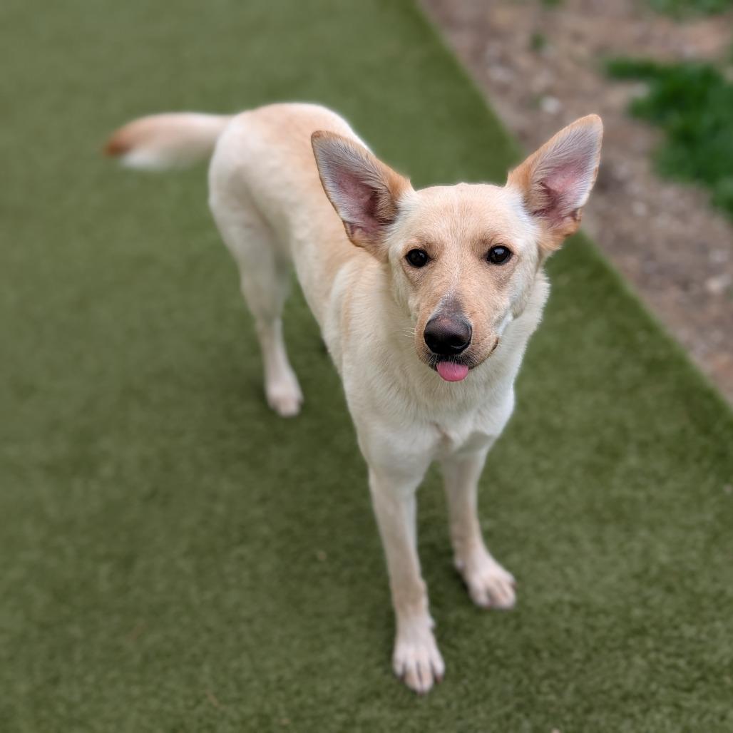 Enlarge Misty, a Adoptable Mixed Breed in Toledo, OH image 3/3