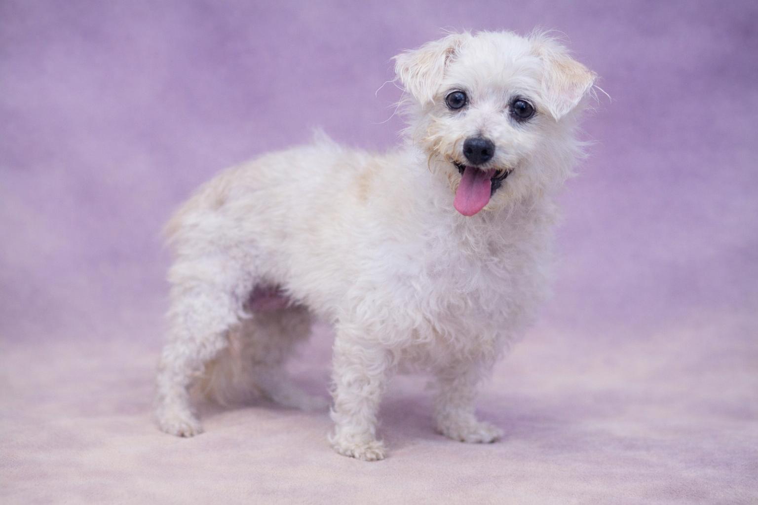 Enlarge Mildred, a Adoptable mixed breed in San Pedro, CA image 2/6