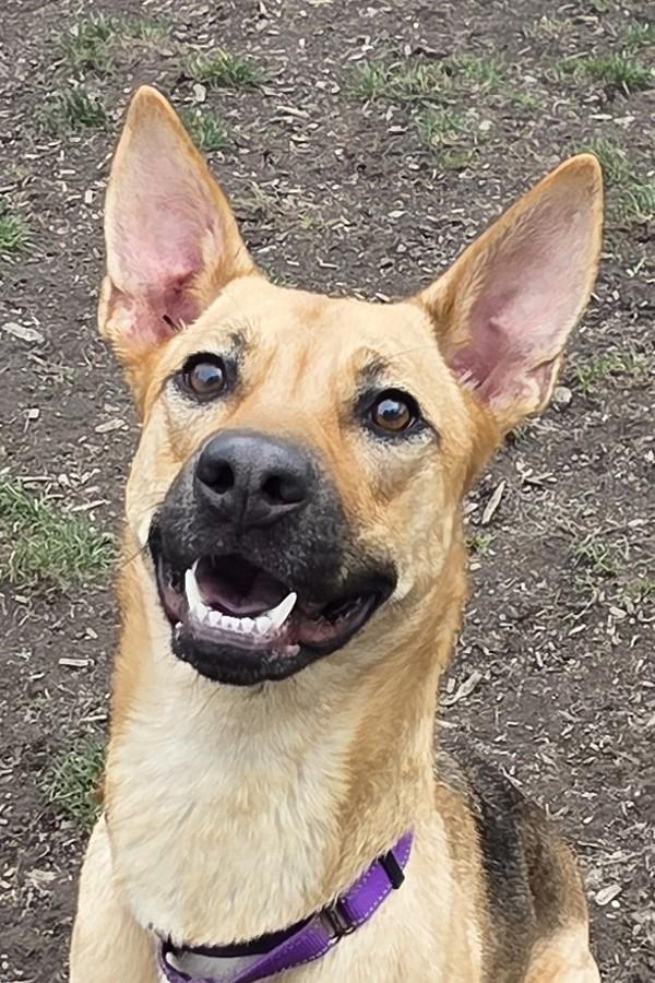 Enlarge Sadie, a Adoptable mixed breed in Salem, OR image 1/4