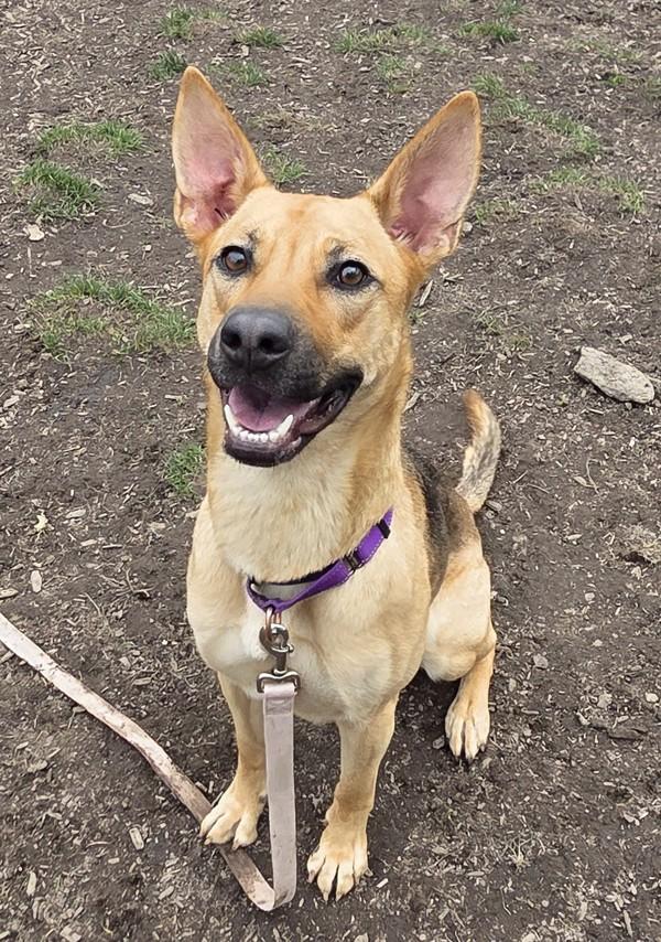 Enlarge Sadie, a Adoptable mixed breed in Salem, OR image 2/4