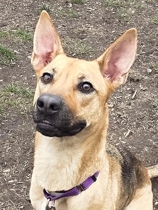 Enlarge Sadie, a Adoptable mixed breed in Salem, OR image 3/4