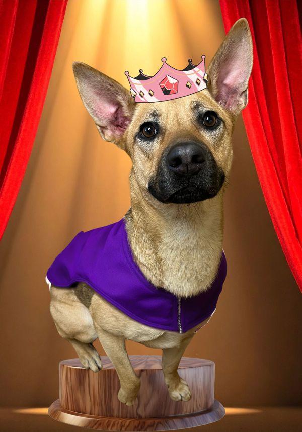 Enlarge Sadie, a Adoptable mixed breed in Salem, OR image 4/4