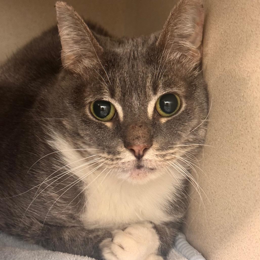 Leah, Adoptable, Senior Female Domestic Short Hair.
