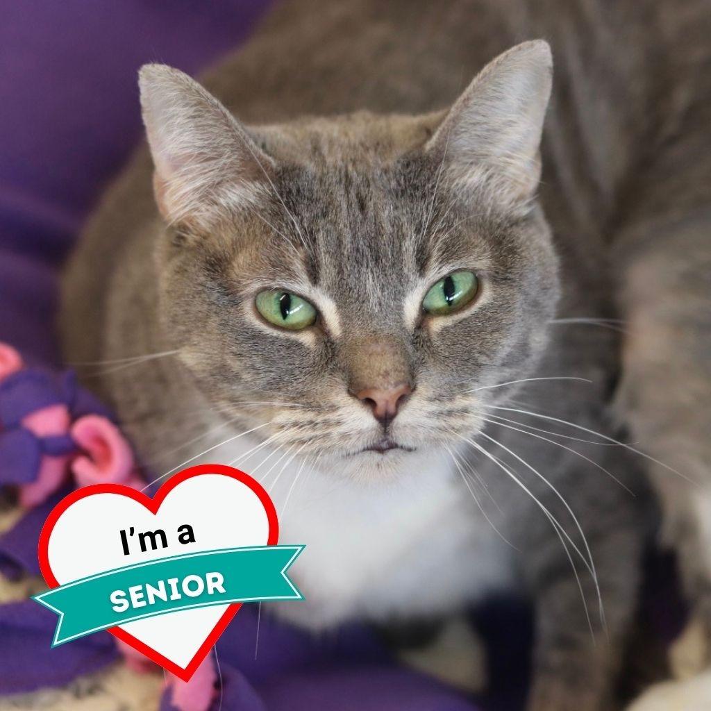 Enlarge Leah, a Adoptable Domestic Short Hair in Wheeling, IL image 2/5