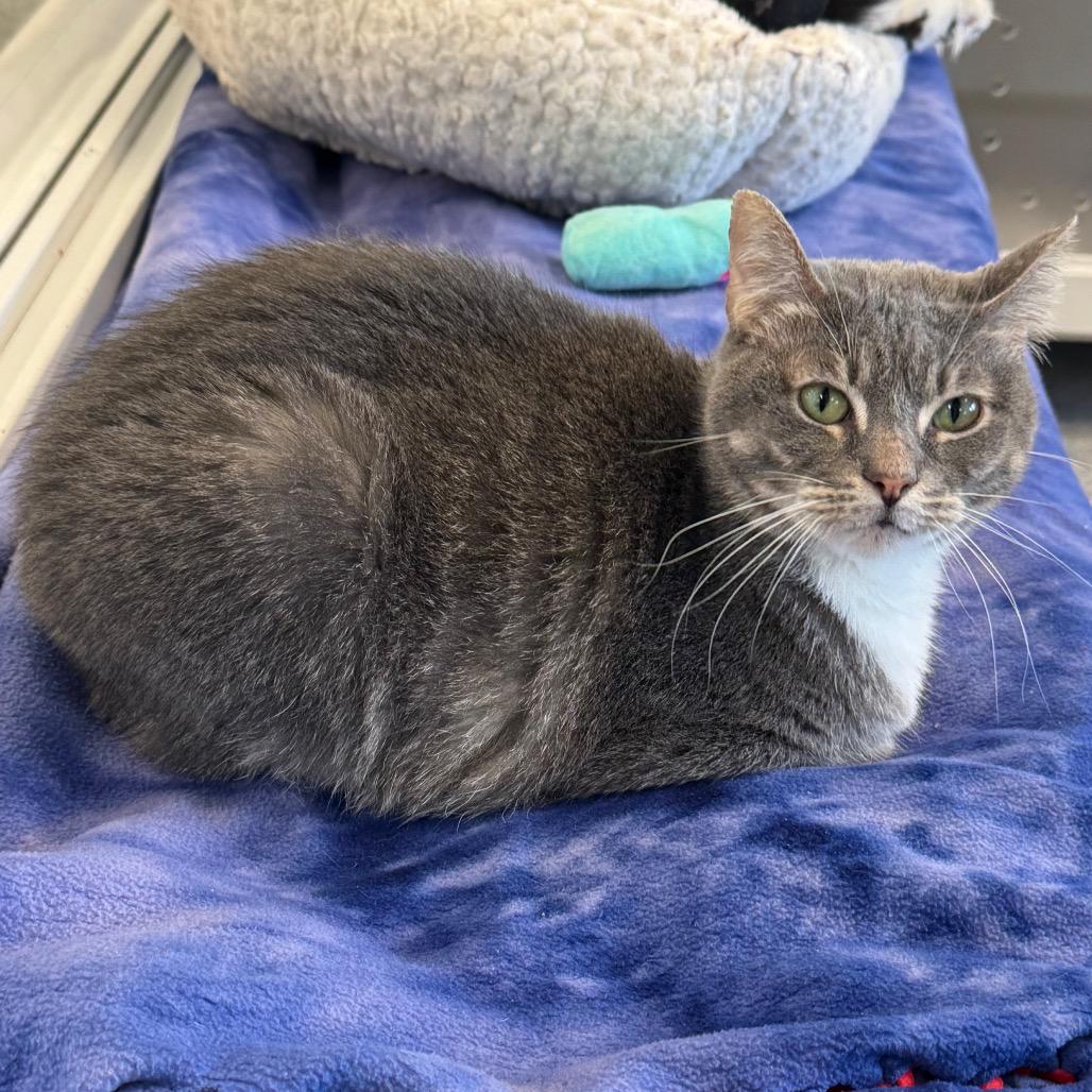Leah, a Adoptable Domestic Short Hair in Wheeling, IL image 2/6