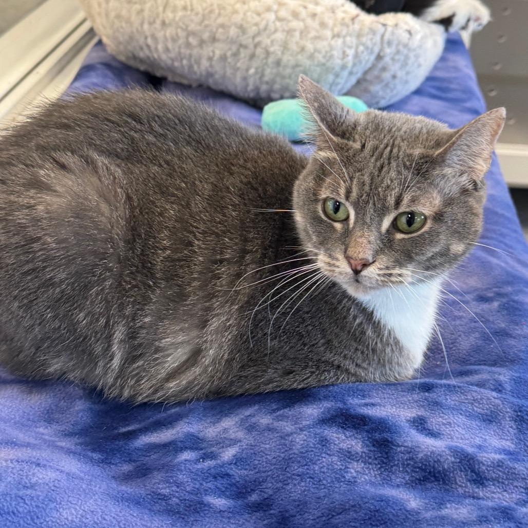 Leah, a Adoptable Domestic Short Hair in Wheeling, IL image 3/6