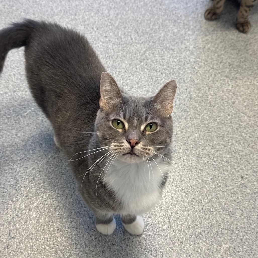 Leah, a Adoptable Domestic Short Hair in Wheeling, IL image 4/6