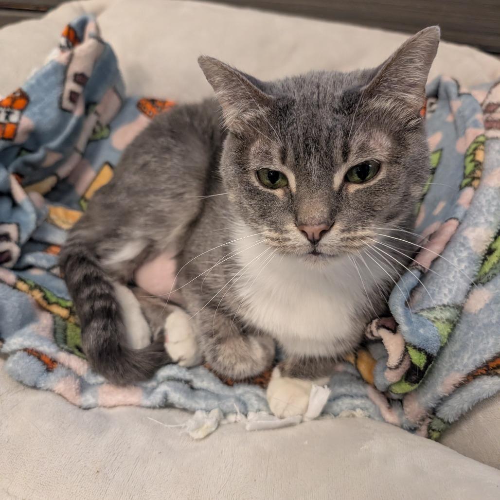 Leah, a Adoptable Domestic Short Hair in Wheeling, IL image 5/6