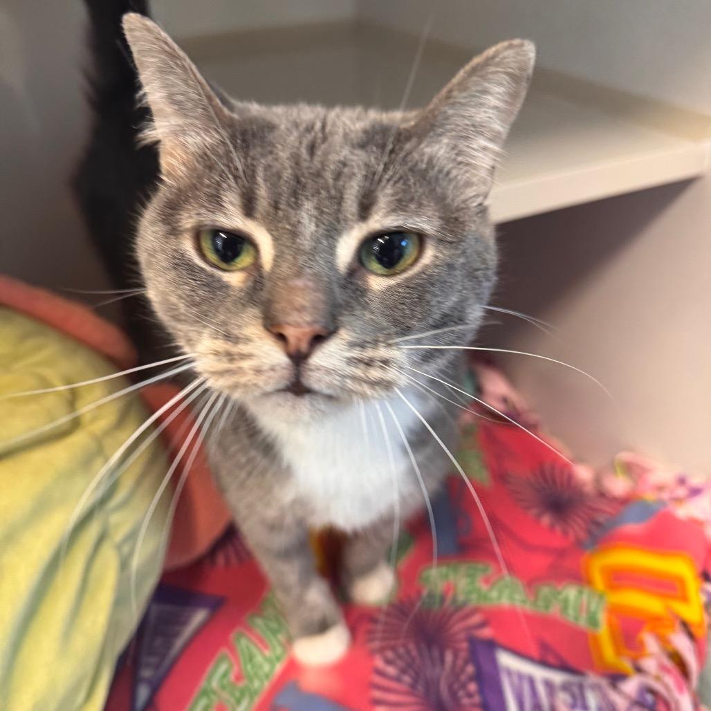 Leah, a Adoptable Domestic Short Hair in Wheeling, IL image 6/6