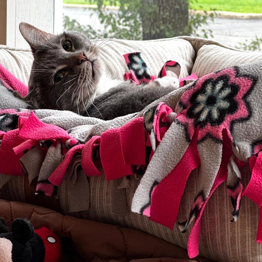 Leah, a Adoptable Domestic Short Hair in Wheeling, IL image 5/5