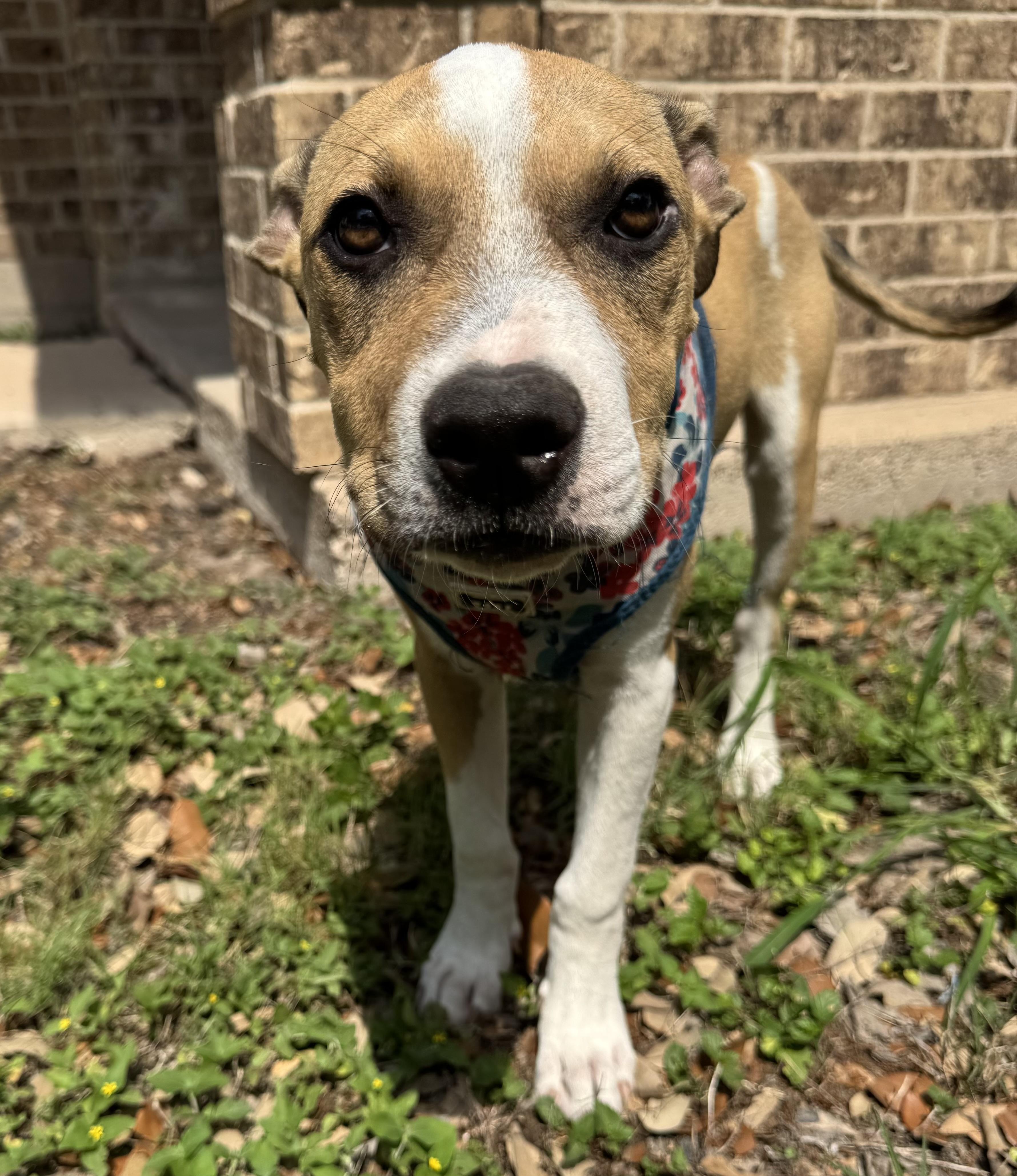 Pretzel, an adoptable Pit Bull Terrier, Jack Russell Terrier in Eau Claire, WI, 54703 | Photo Image 2