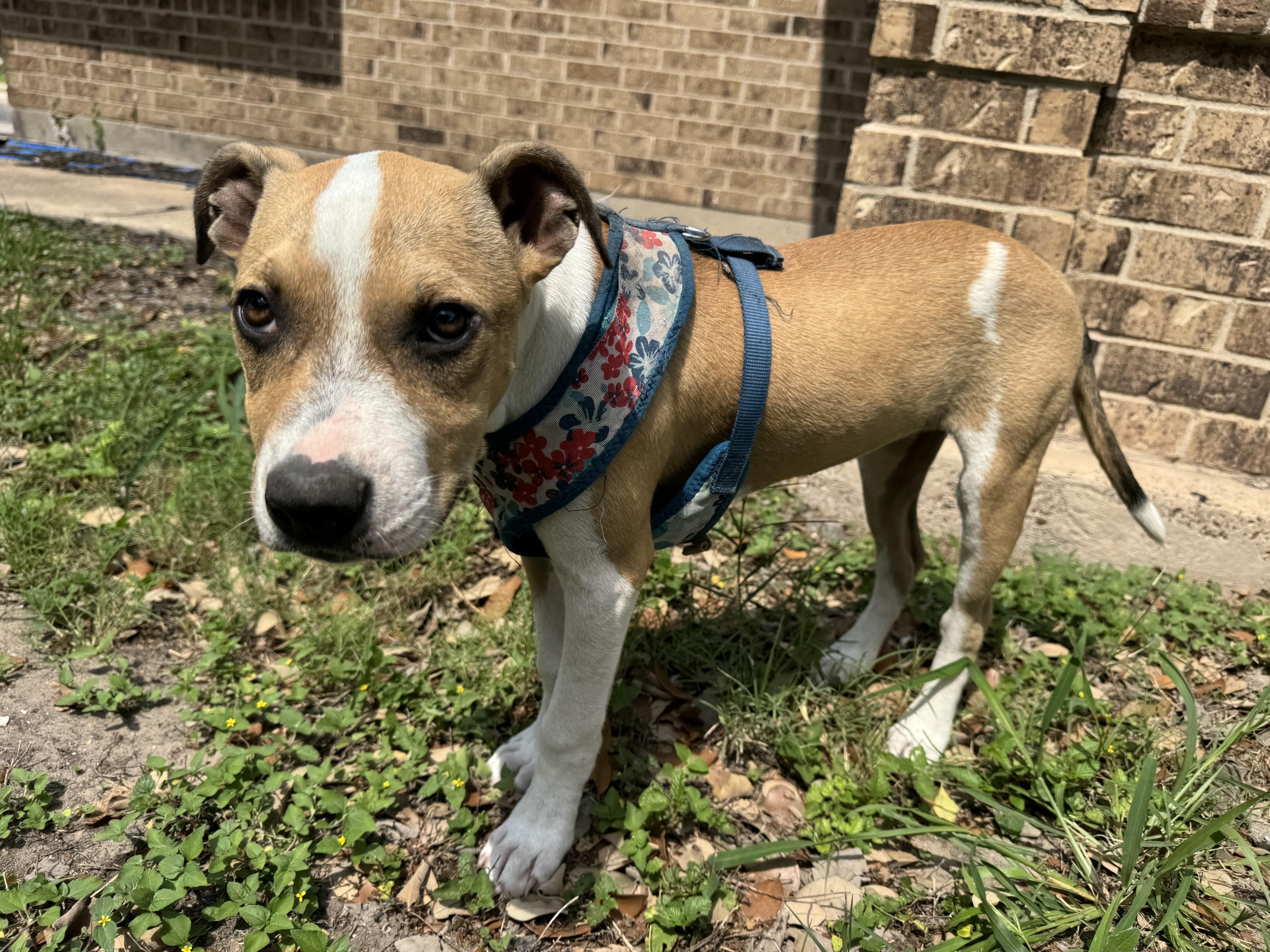 Pretzel, an adoptable Pit Bull Terrier, Jack Russell Terrier in Eau Claire, WI, 54703 | Photo Image 1