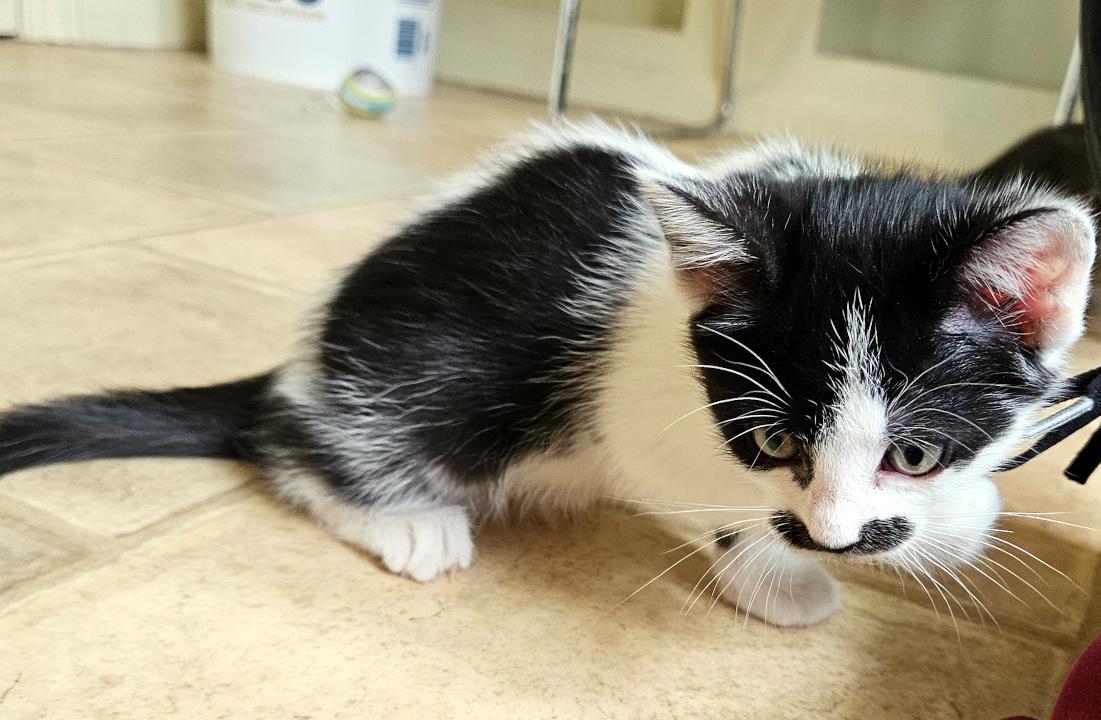 Enlarge Luigi, a Adopted Domestic Short Hair in Bremerton, WA image 2/2