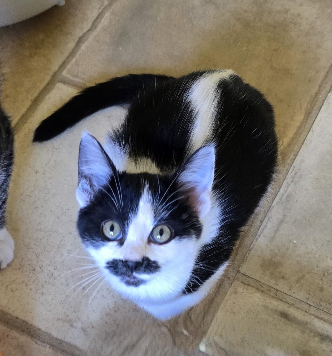 Enlarge Luigi, a Adopted Domestic Short Hair in Bremerton, WA image 1/2