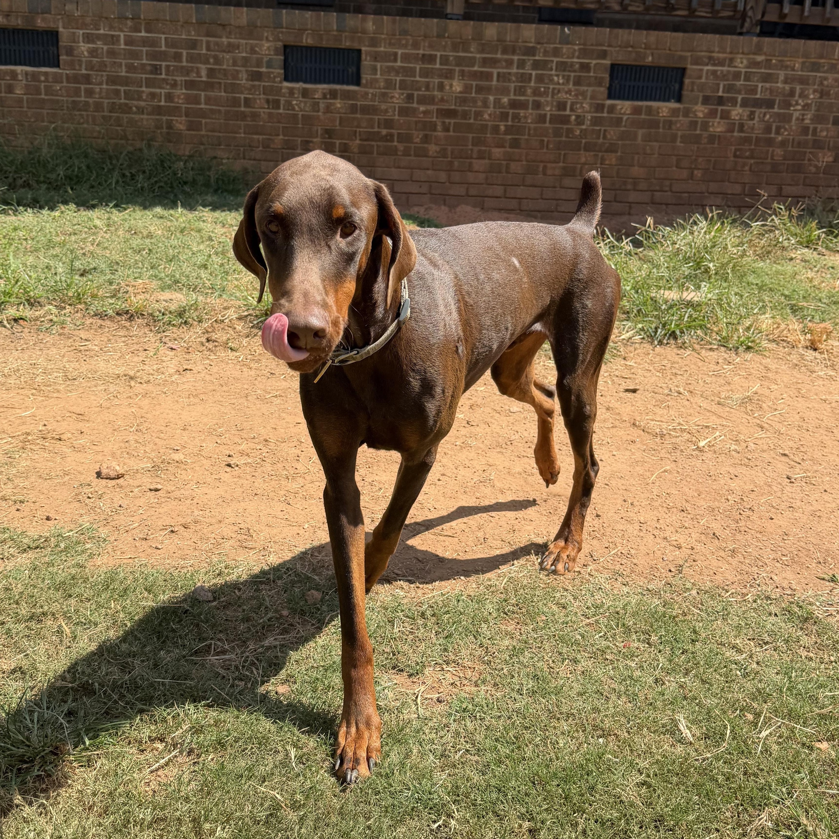 Enlarge Junior, a Adoptable Doberman Pinscher in Williamston, SC image 1/1