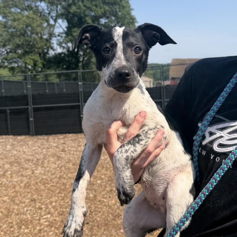 Cat, Adoptable, Young Female Mixed Breed.